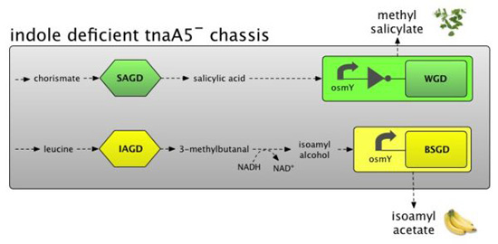 Diagram showing process for generating methyl salicylate (wintergreen smell) and isoamyl acetate (banana smell)