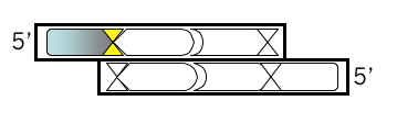 DNA Strand 1