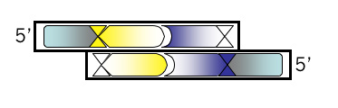 DNA Strand 5