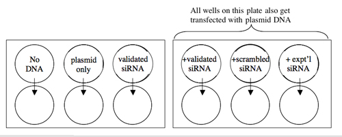 Transfection scheme.