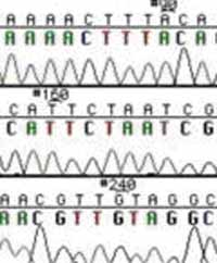 Sequence Trace Data.