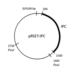 Two plasmid maps, comparing 