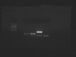 Two agarose gel images.