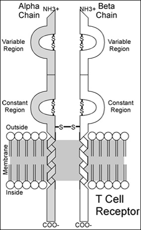 an illustration of the biochemical structures and molecules in a T cell receptor