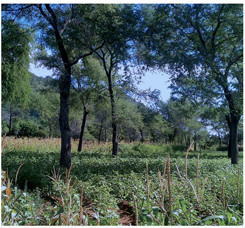 A photo of crops and trees.