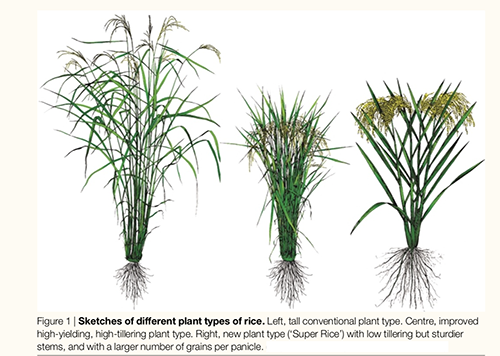 A graph of 3 plant types of rice.