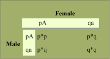 Allele frequencies.