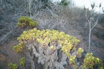 At the top of a gray-brown bush, light green leaves and yellow flowers grow.