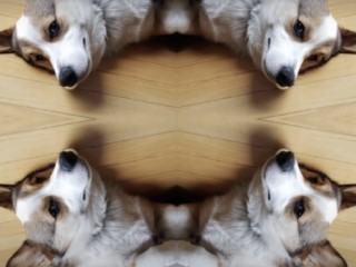 An image of a corgi, reflected upon itself multiple times.