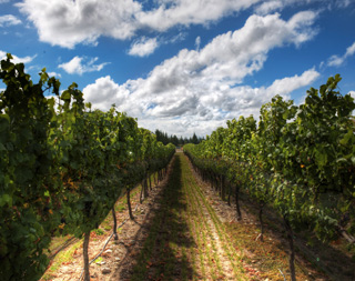 A view between grape vines on a sunny day.