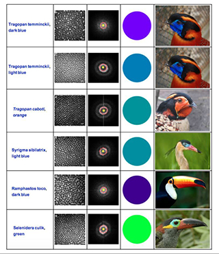 table of colors and images.