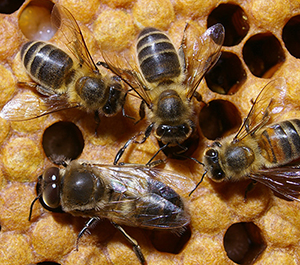 A detail of a honeycomb seen from above, with four bees on it.