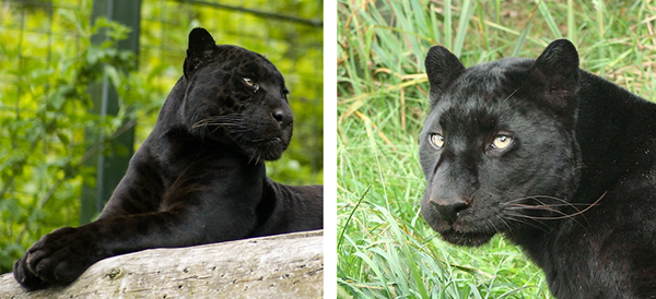 Close-ups of two large black cats.